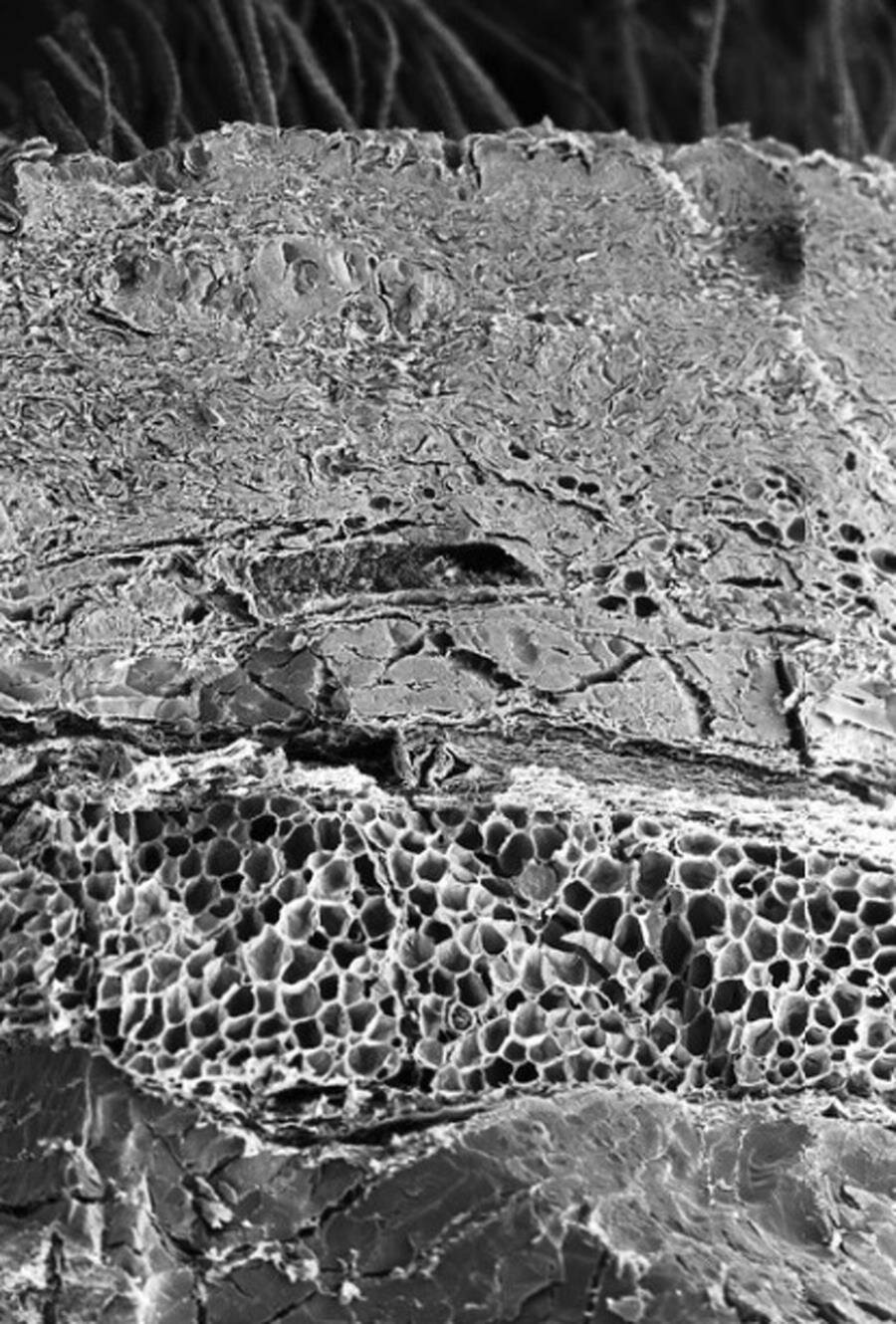 peau, microscope