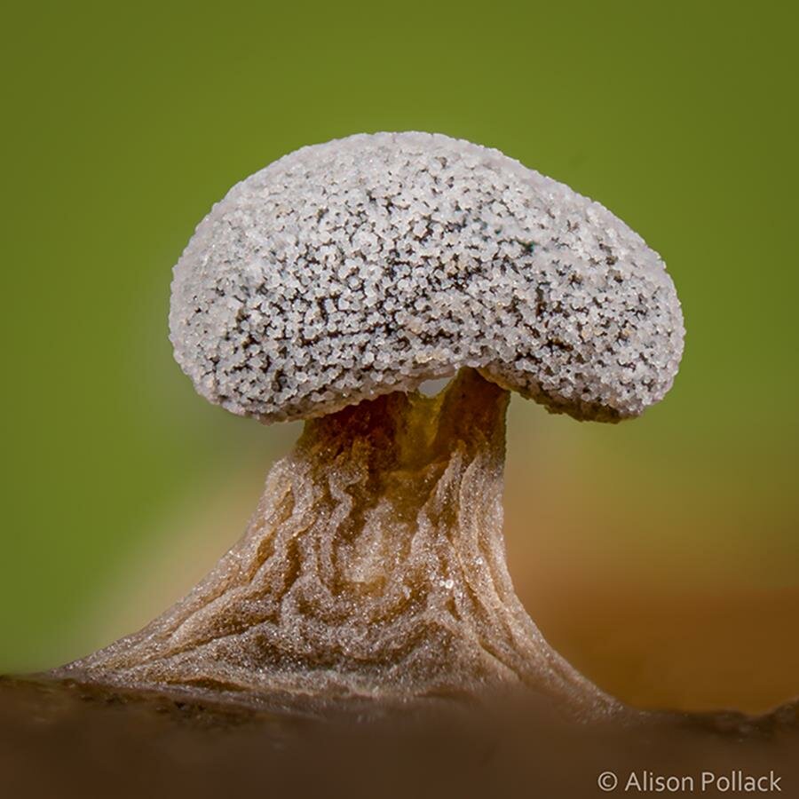 alison pollack, photo, macro, champignon