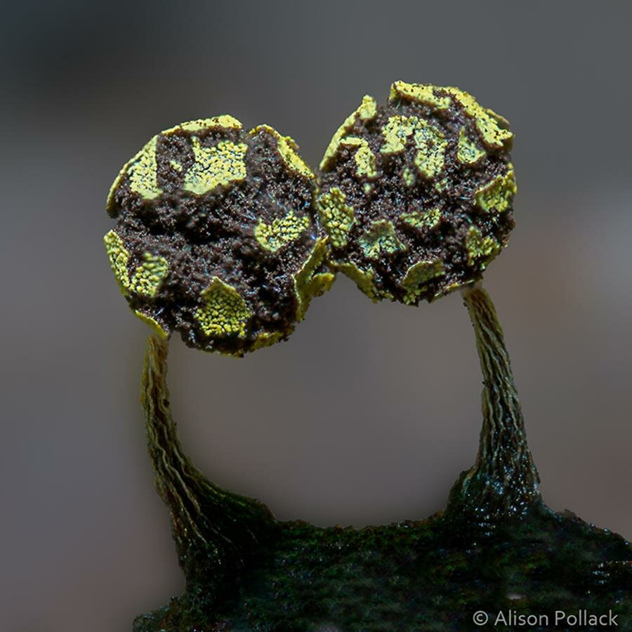 alison pollack, photo, macro, champignon