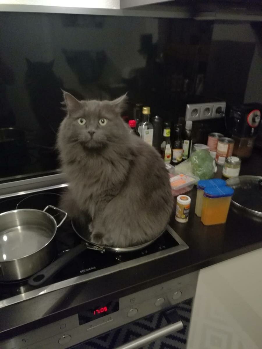 chat, poêle, assis