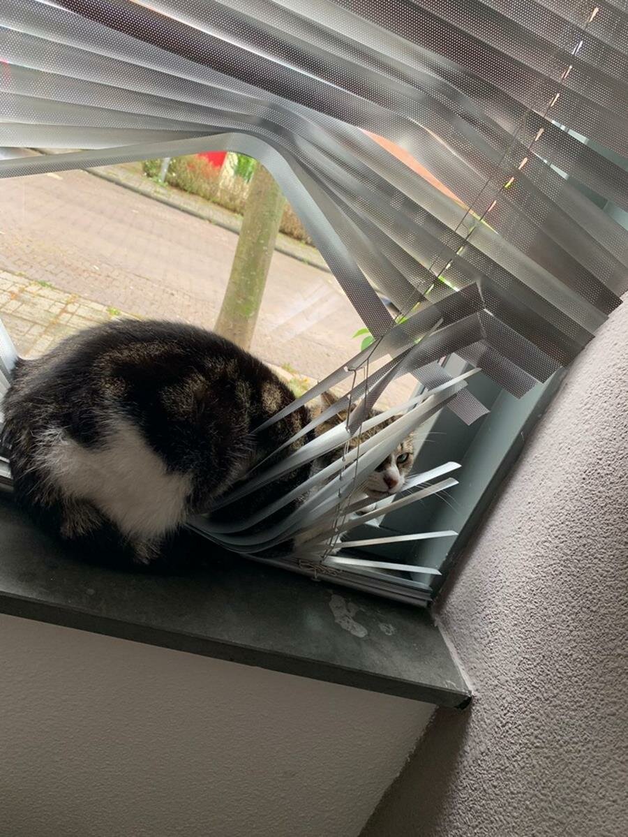 chat, sieste, store