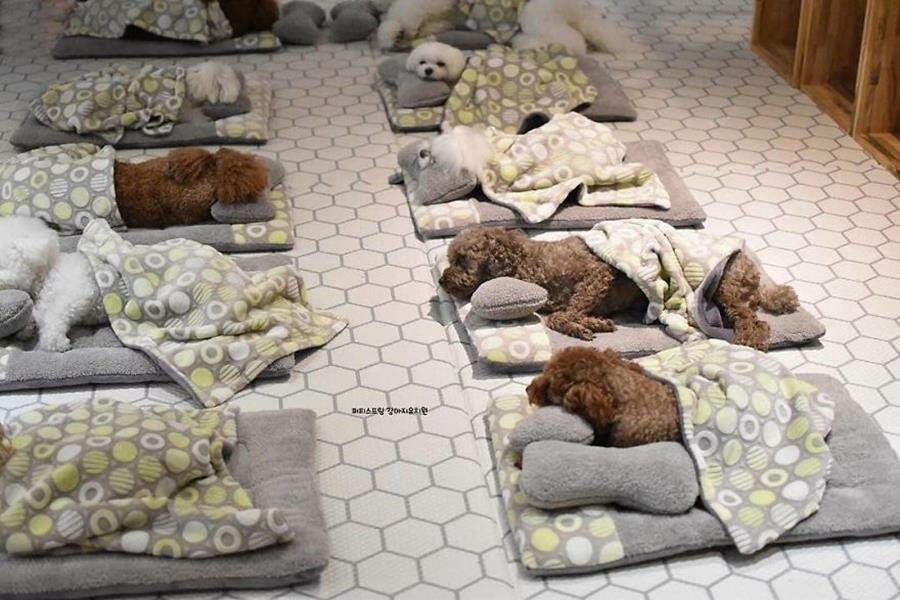 chien, sieste