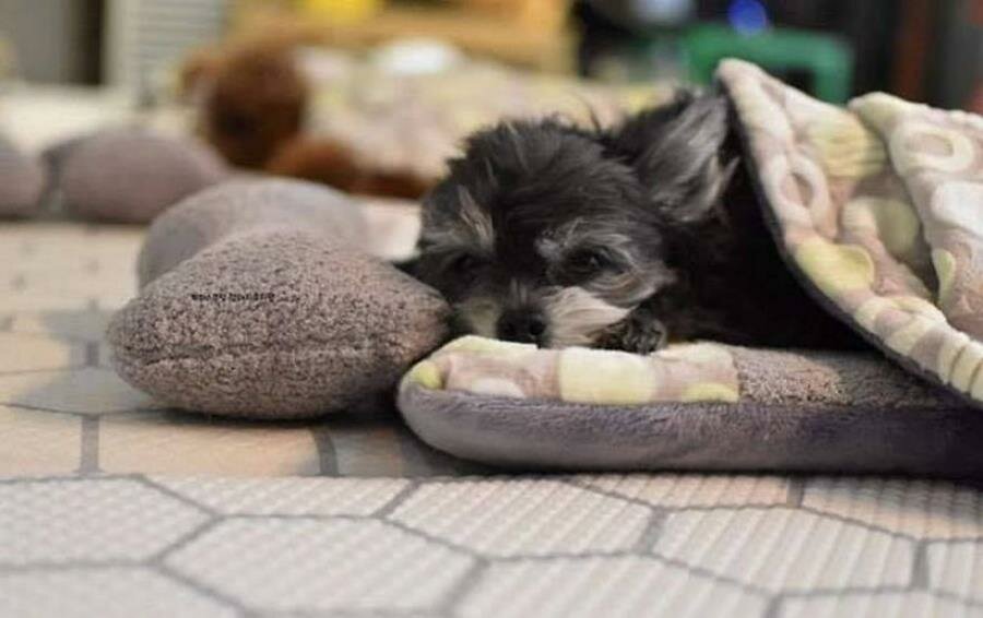 chien, sieste