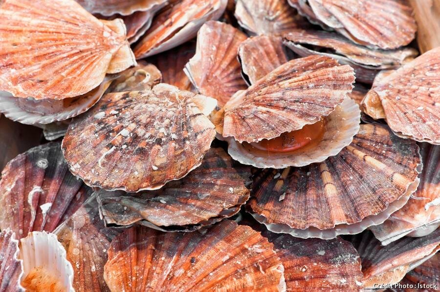 coquilles saint-jacques, coquilles