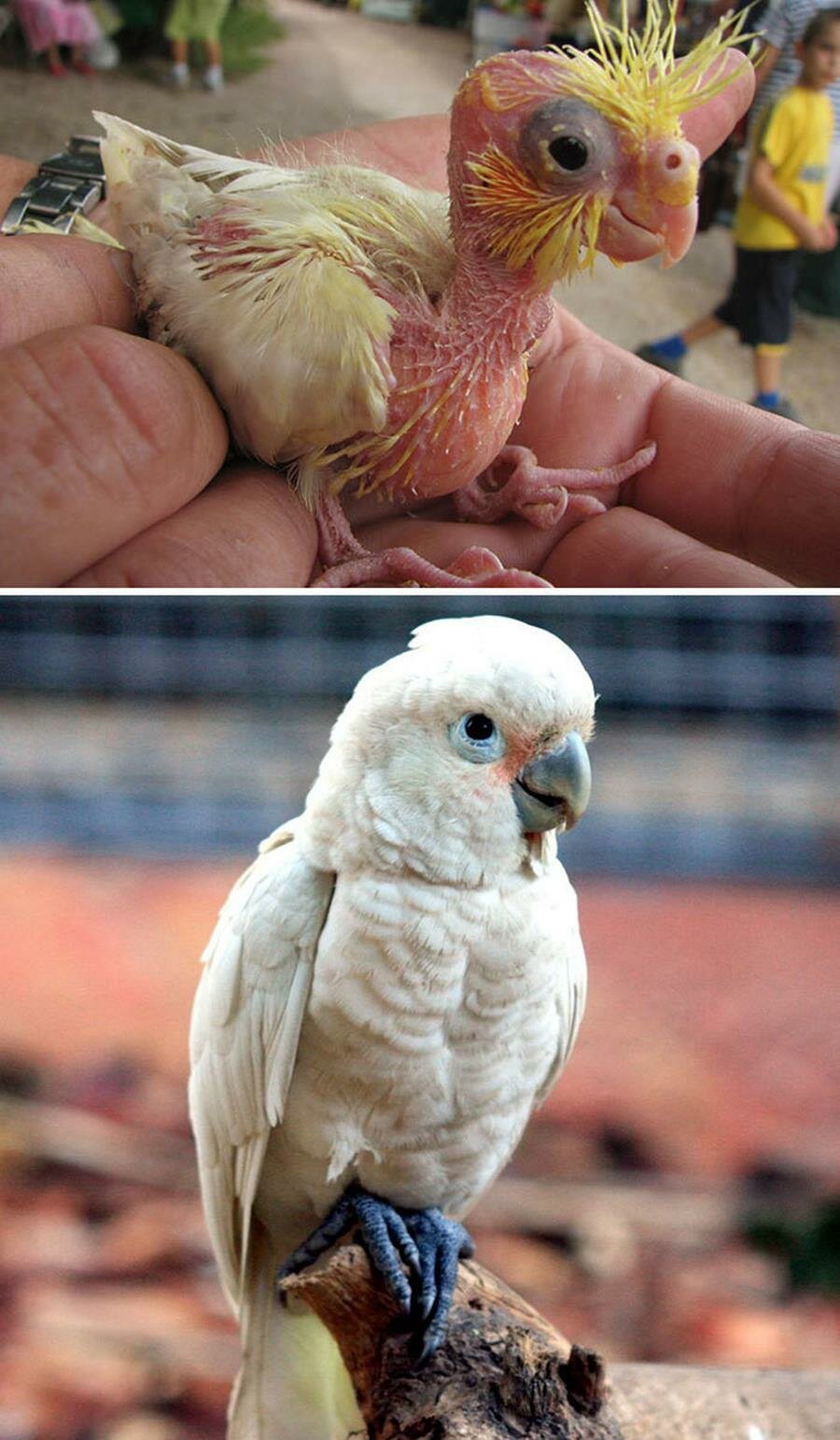 14 Photos D Oiseaux Quand Ils Sont Bebes Vs A L Age Adulte Page 2 14 Photos D Oiseaux Quand Ils Sont Bebes Vs A L Age Adulte Page 2