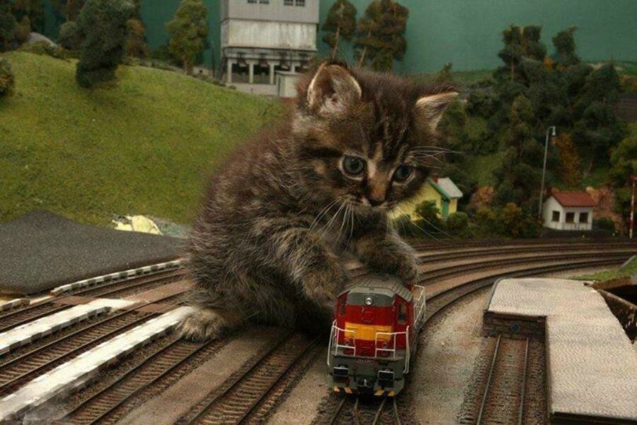 chat, train