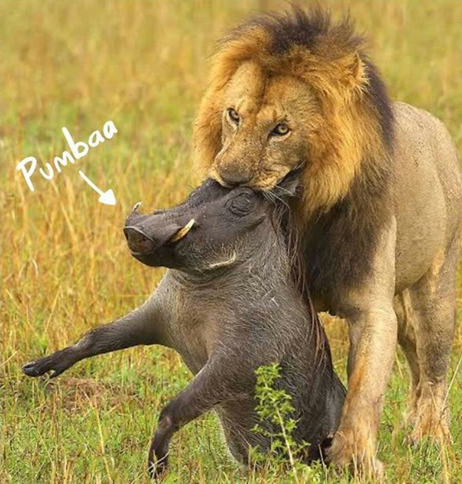roi lion, réaliste