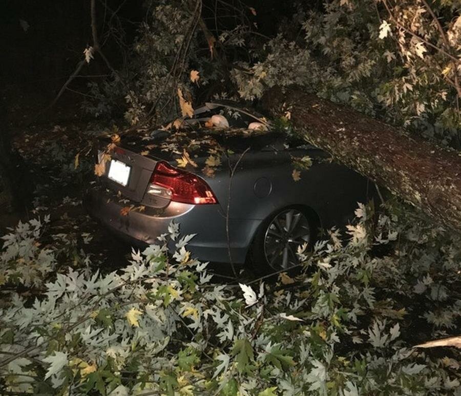 voiture, arbre