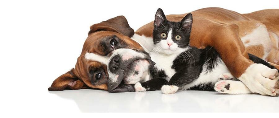 chat, chien