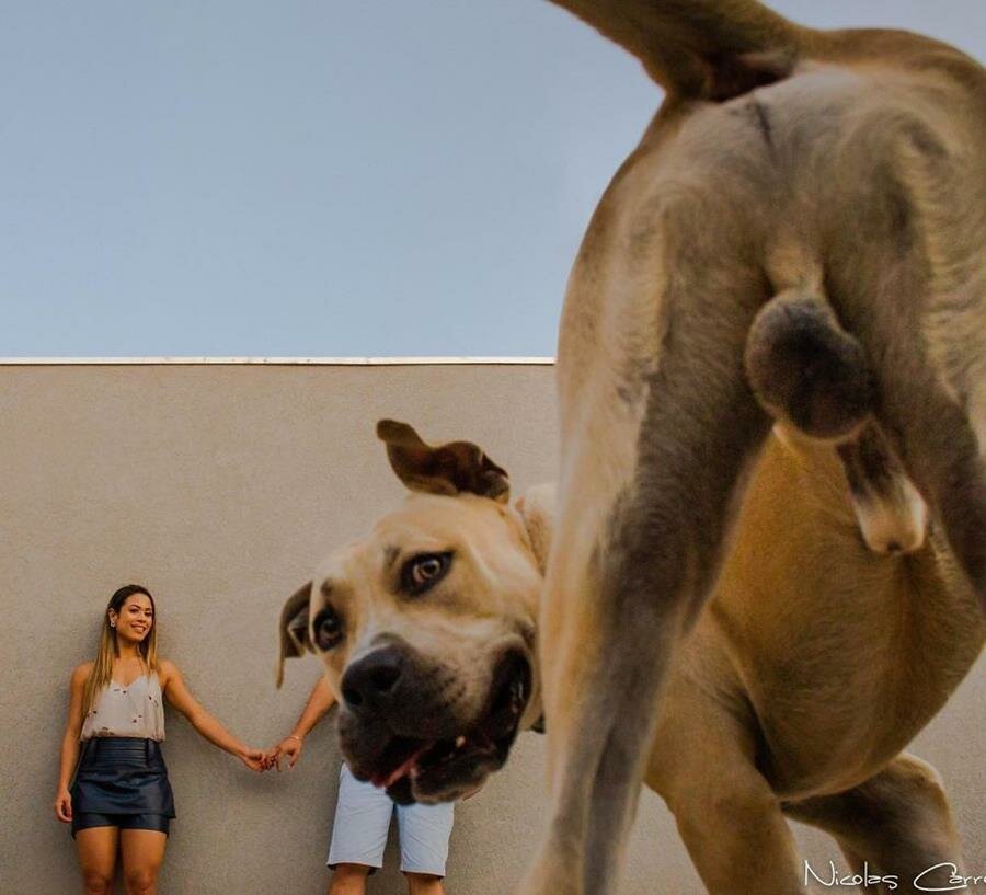 shooting, photos, couple, chien