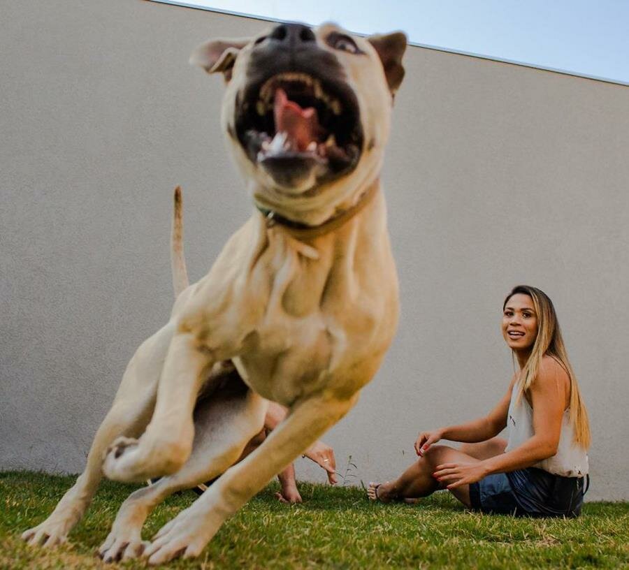 shooting, photos, couple, chien