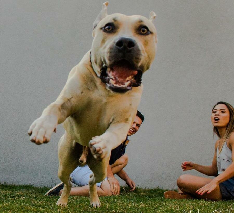 shooting, photos, couple, chien