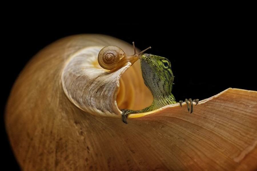 photo, finaliste, agora awards, escargot, lézard