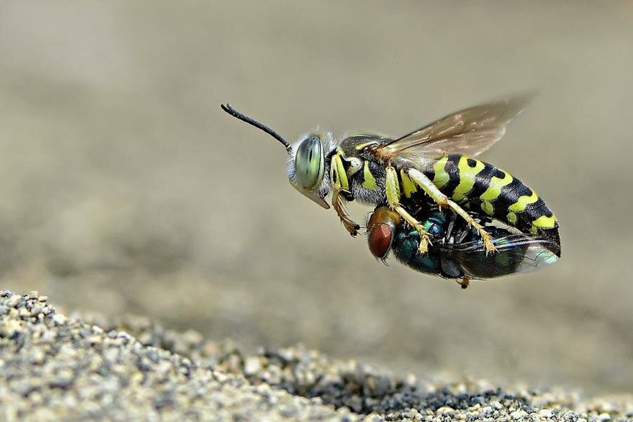 photo, finaliste, agora awards, abeille