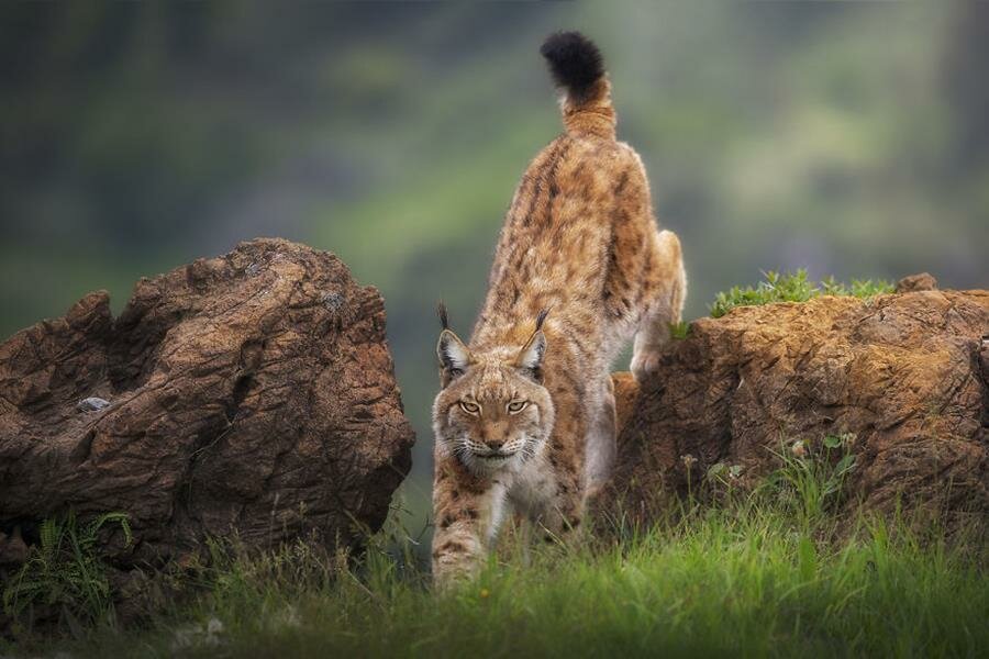 photo, finaliste, agora awards, lynx