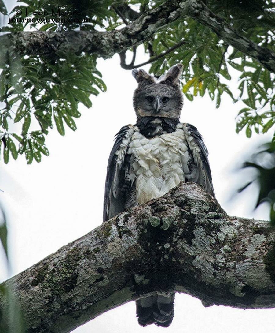 aigle, harpie, arbre