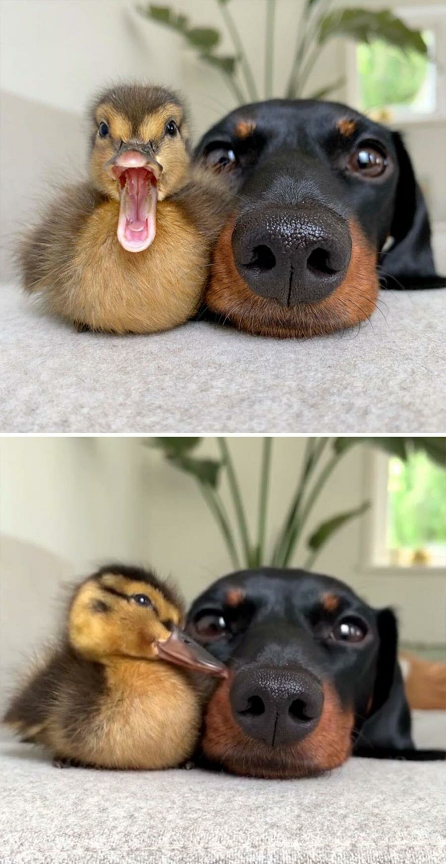 chien, amis, câlins