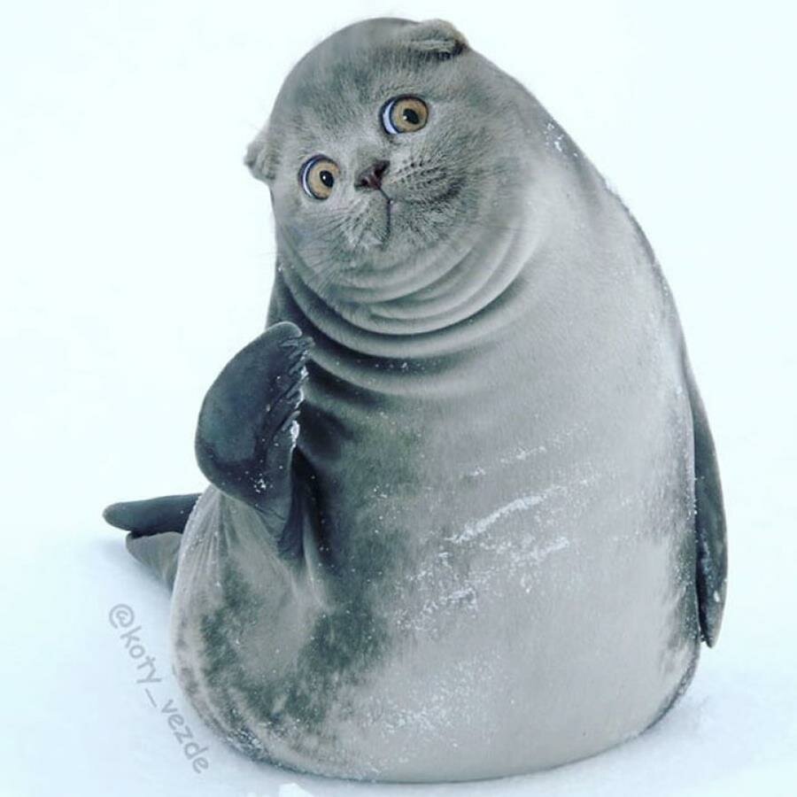 chat, photoshop, instagram, animal