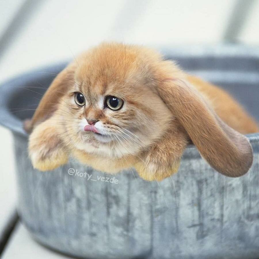 chat, photoshop, instagram, lapin