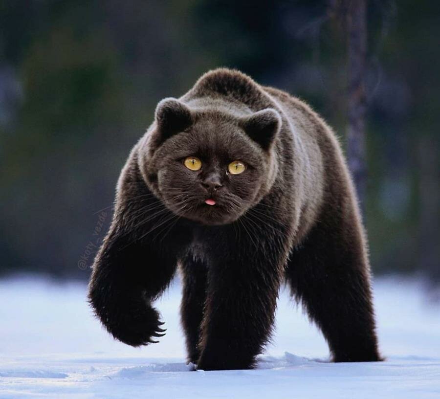 chat, photoshop, instagram, ours