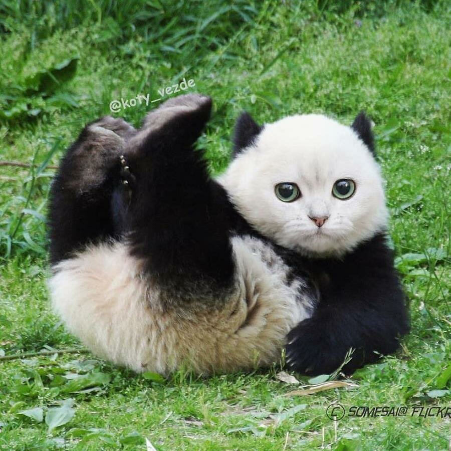 chat, photoshop, instagram, panda