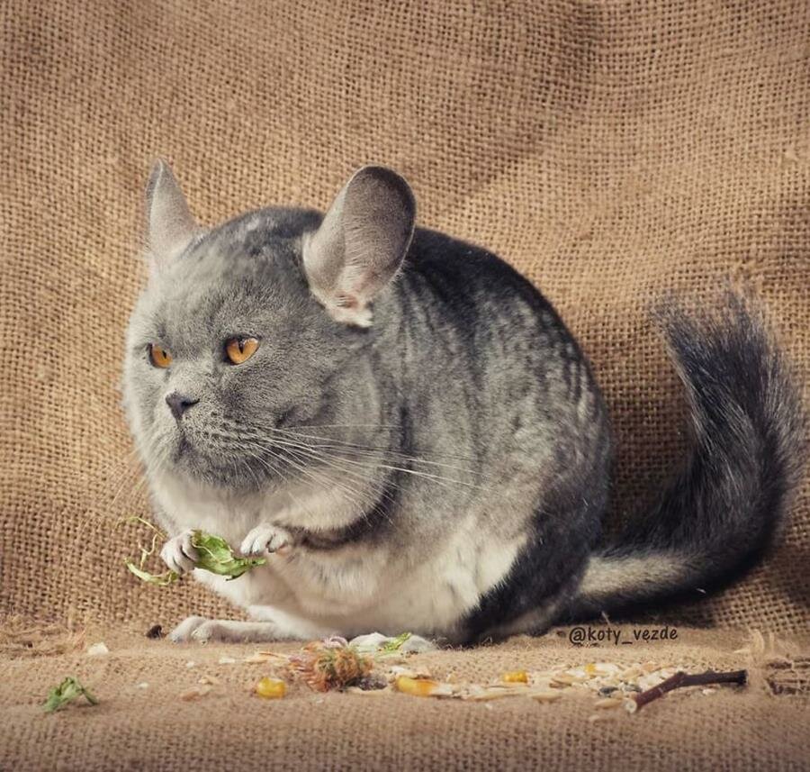 chat, photoshop, instagram, rongeur