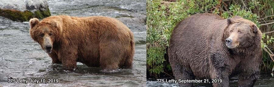candidat, gros ours, parc naturel de katmai