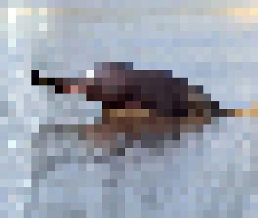 pixels, JJSmooth44, photos, animaux en danger, wwf, dauphin d'eau douce