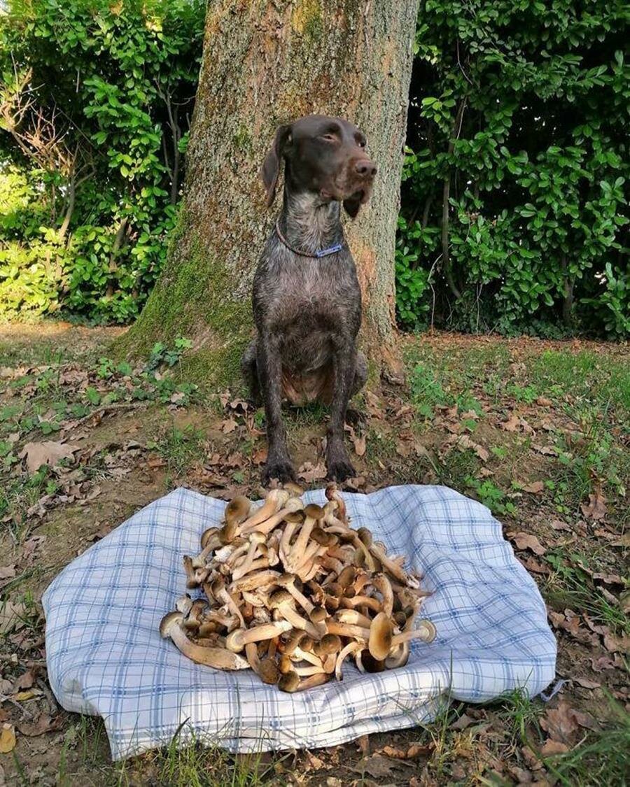 chasseur, légume, champignons