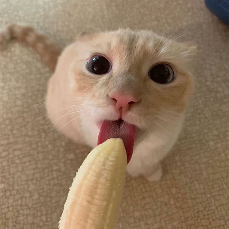 chat, banane, manger, inapproprié