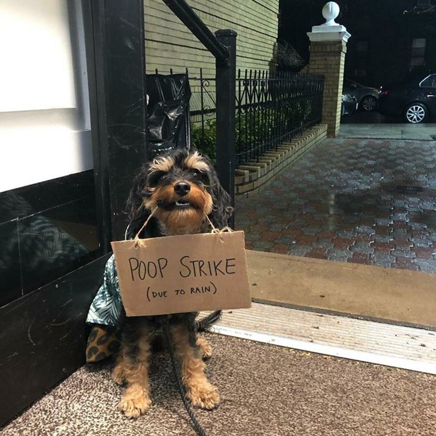 chien, pancarte, manifestation