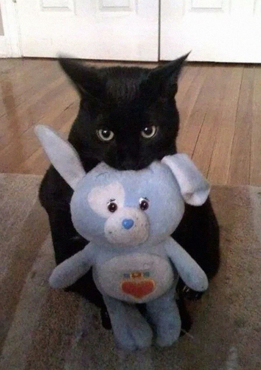 chat, câlin, peluche