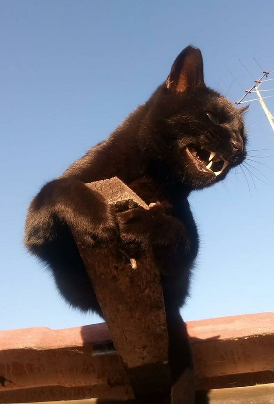 chat, posé, arbre