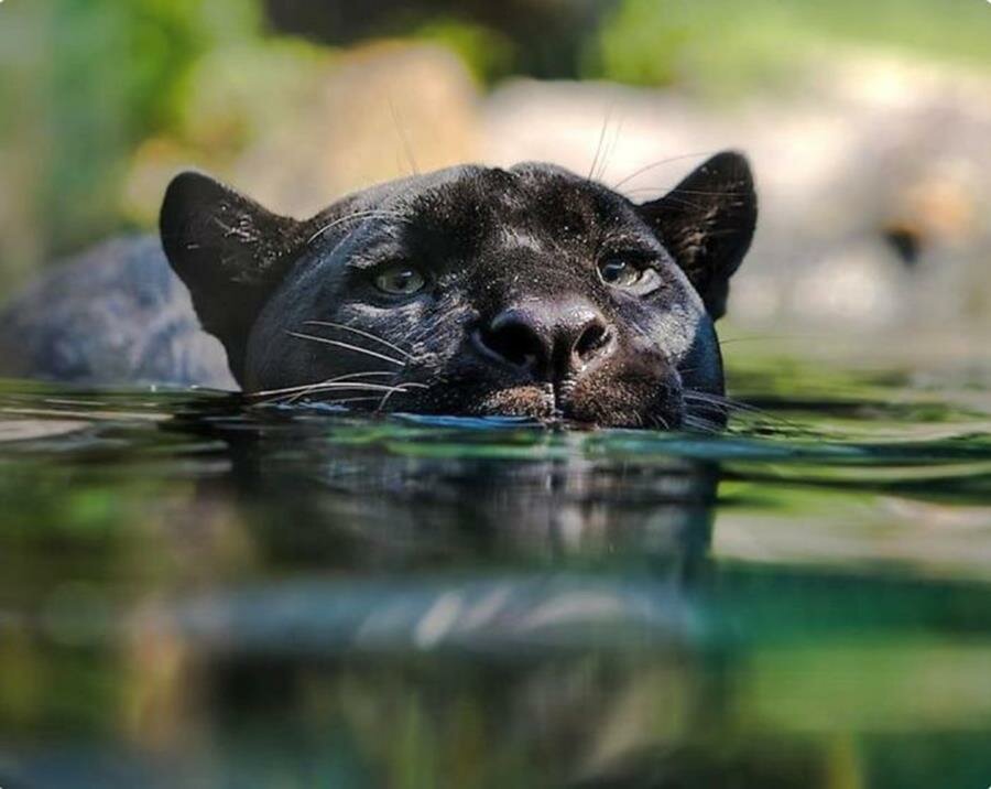 panthère, eau