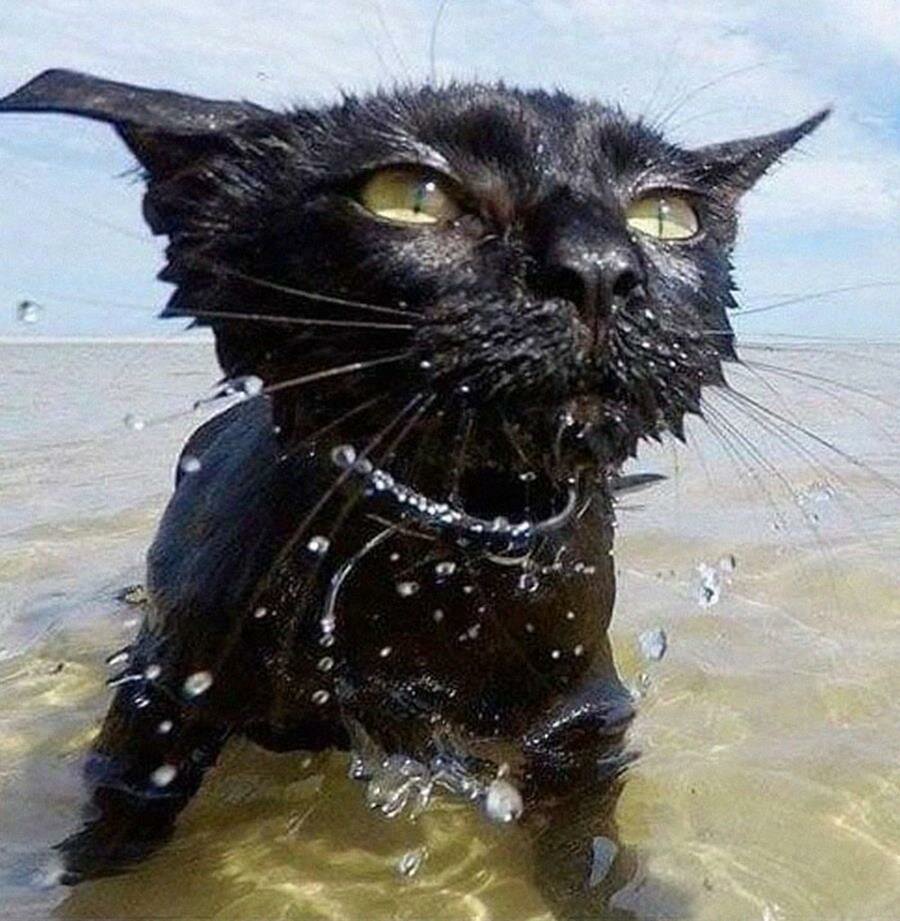 chat, eau, mouillé