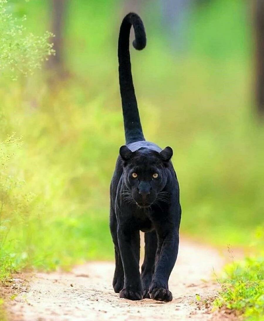 panthère, chasseur
