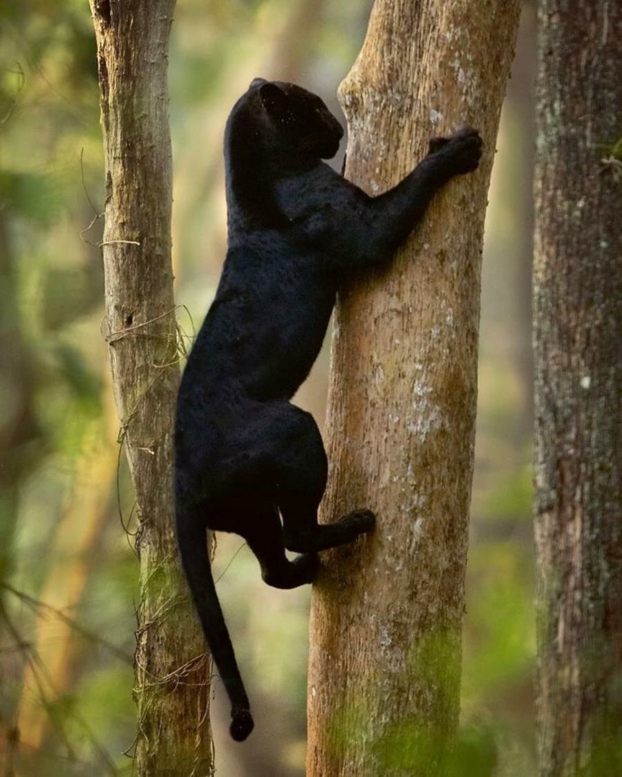 panthère, arbre, grimper