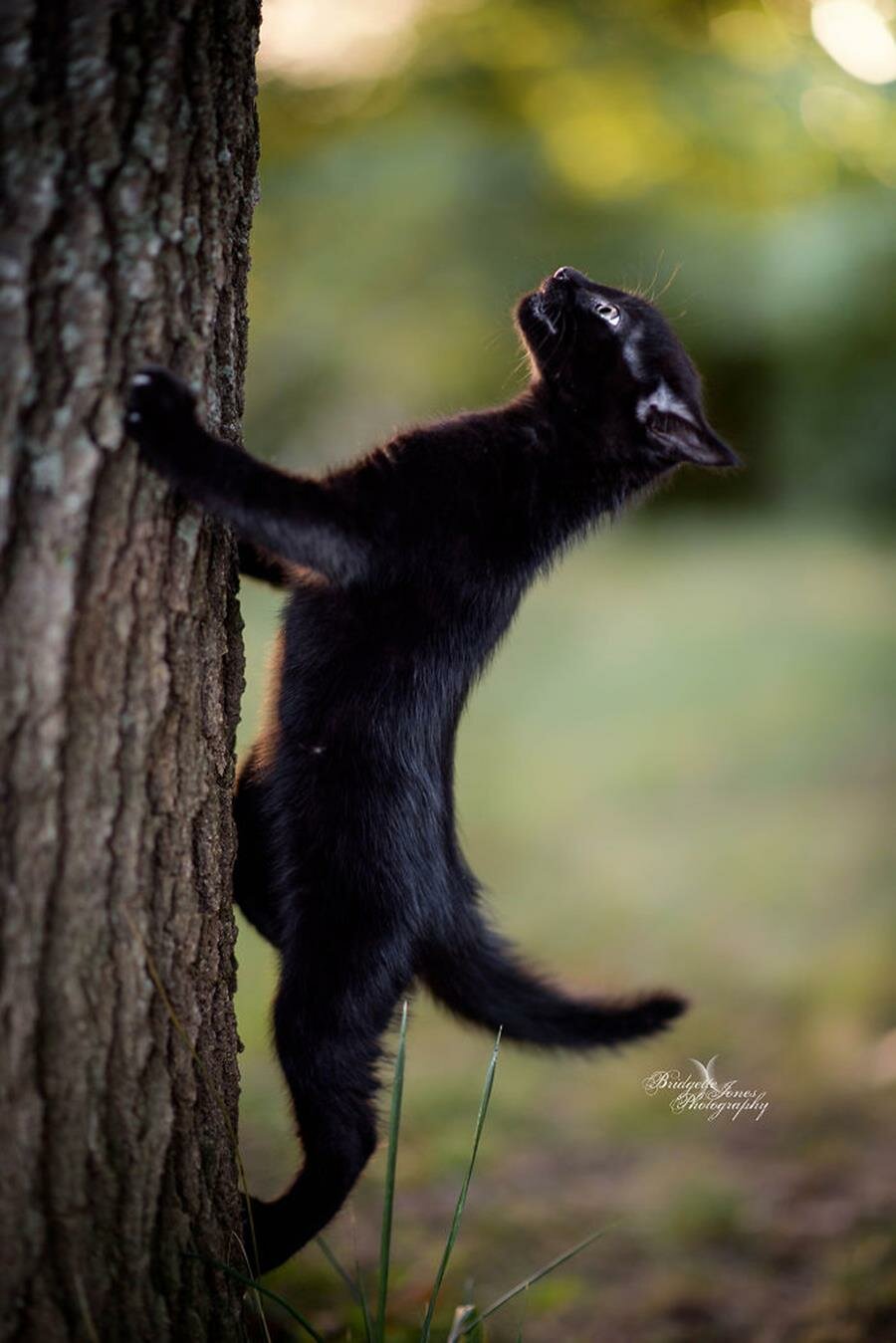 chat noir, arbre