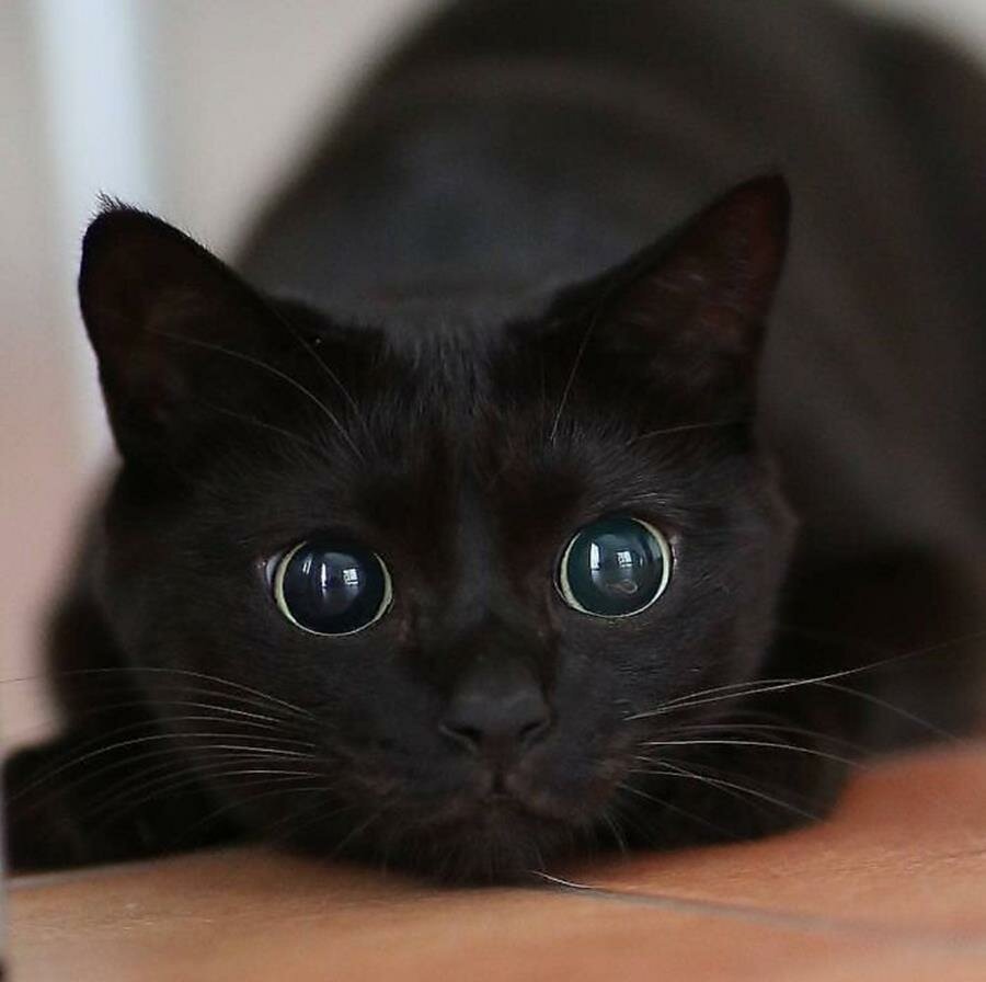 chat, chasseur