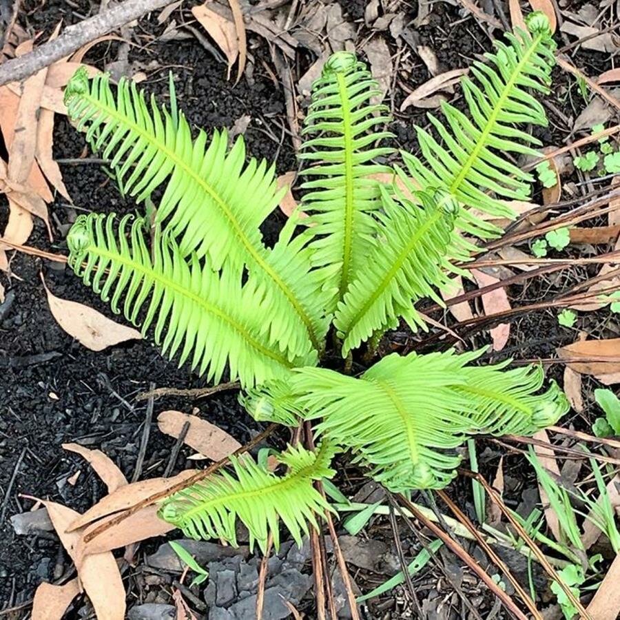 végétation, repousser, pousses, australie