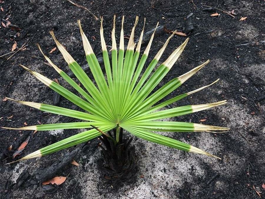 végétation, repousser, pousses, australie