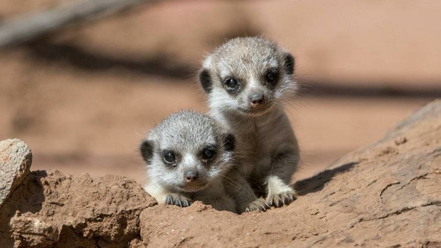 bébés, suricates