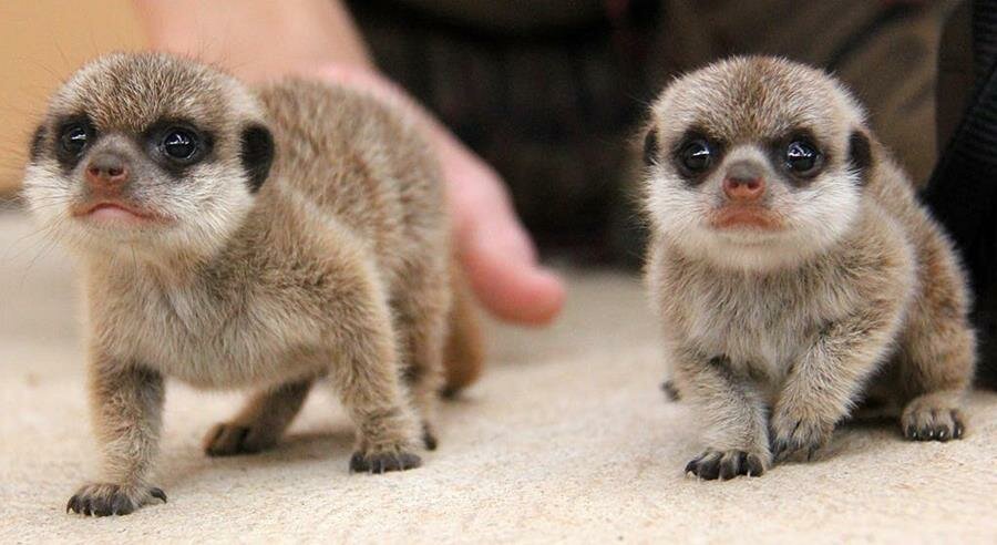 bébés, suricates