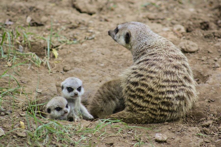 bébés, suricates