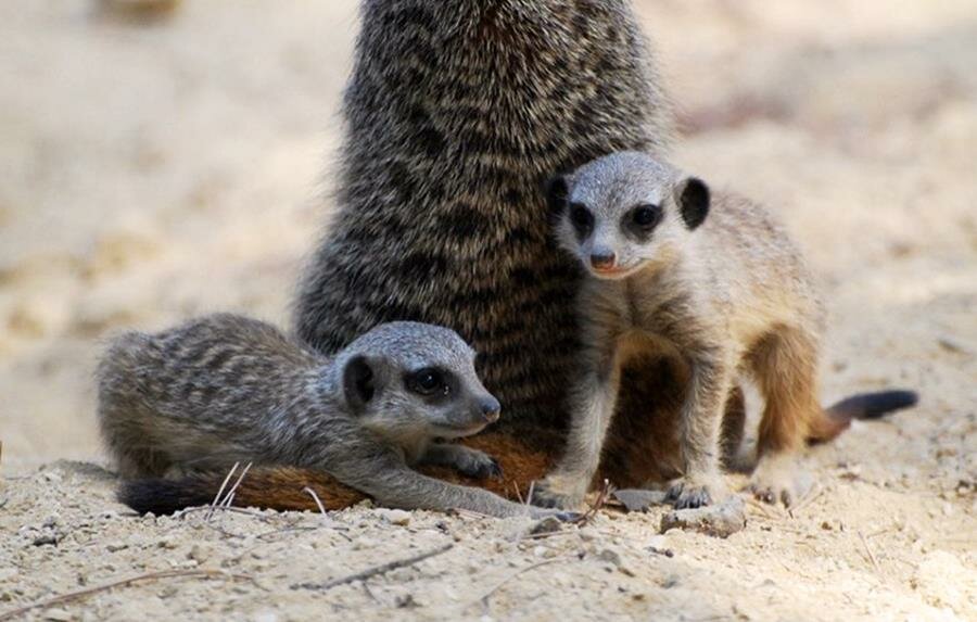 bébés, suricates