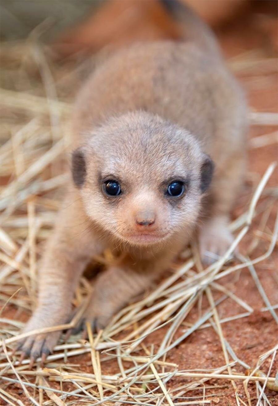 bébés, suricates