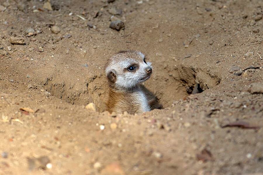bébés, suricates