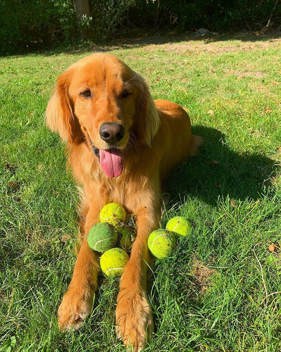 chien, balles de tennis