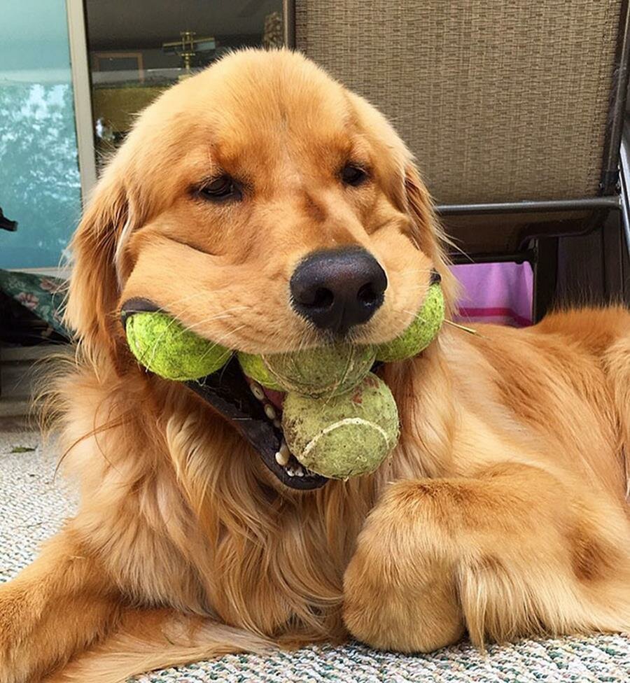 chien, balles de tennis, sourire