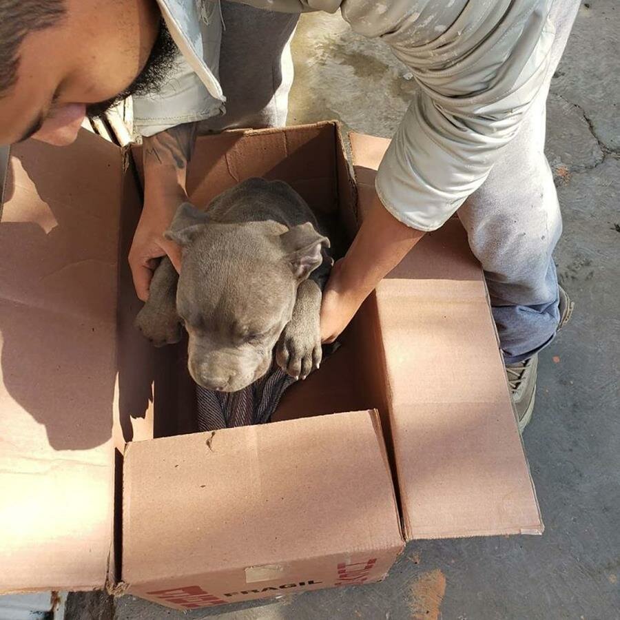 chiot, carton